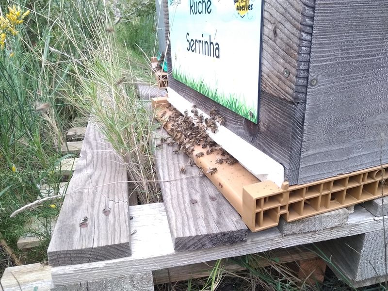La ruche Serrinha