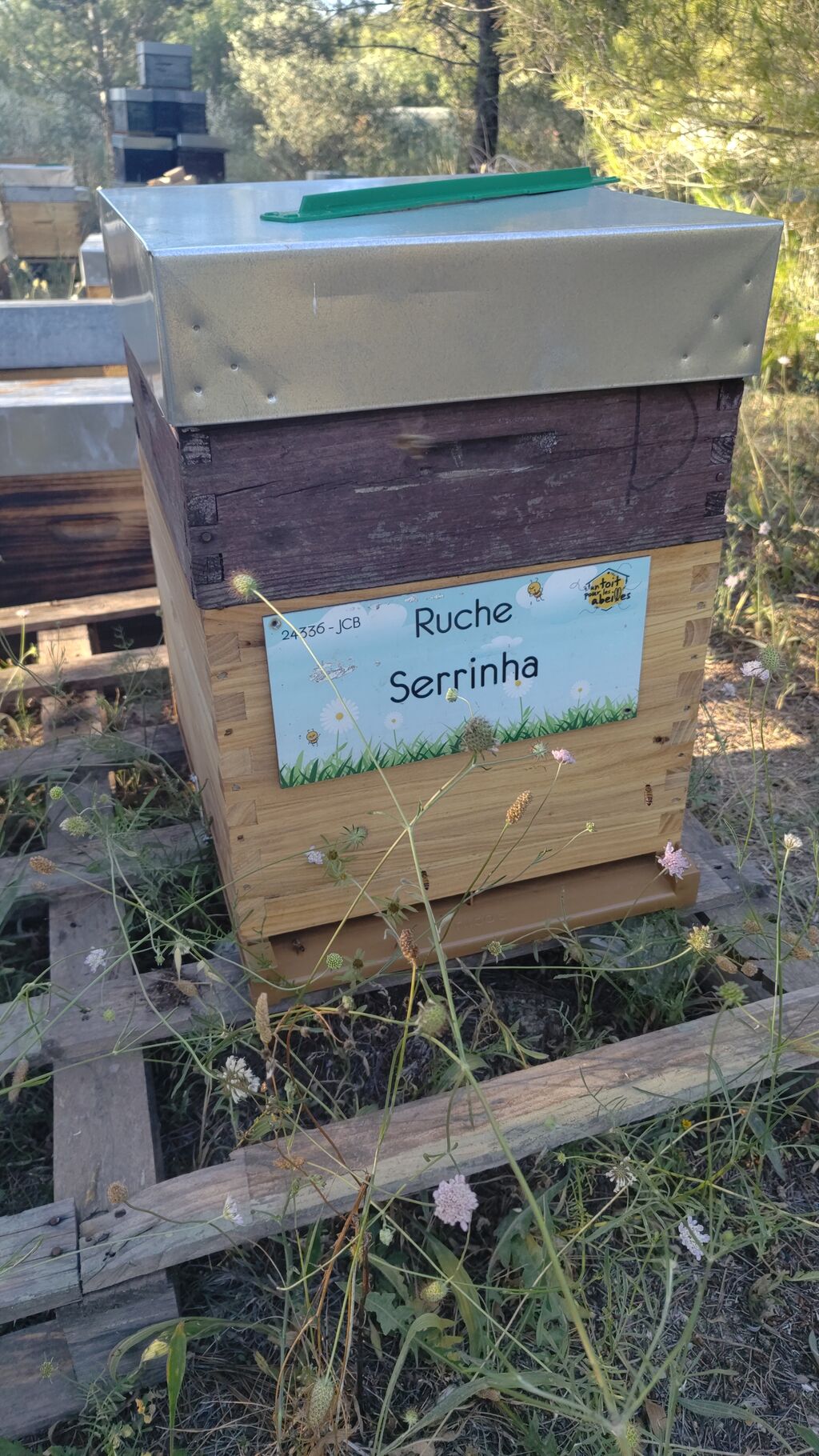 La ruche Serrinha