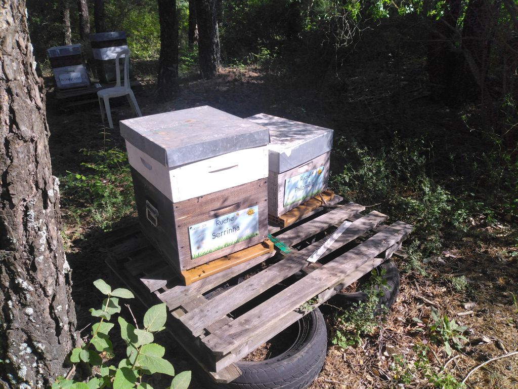 La ruche Serrinha