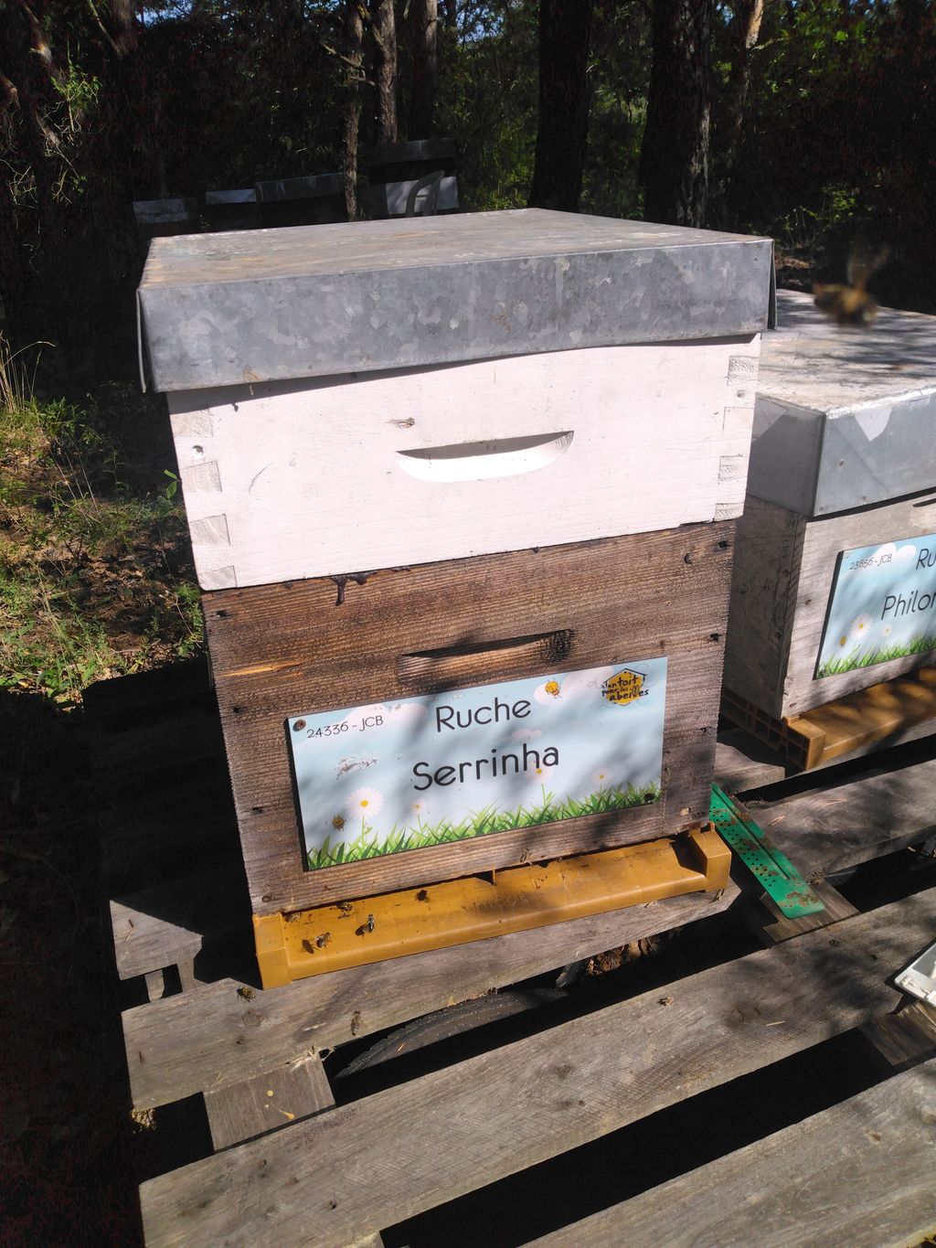 La ruche Serrinha