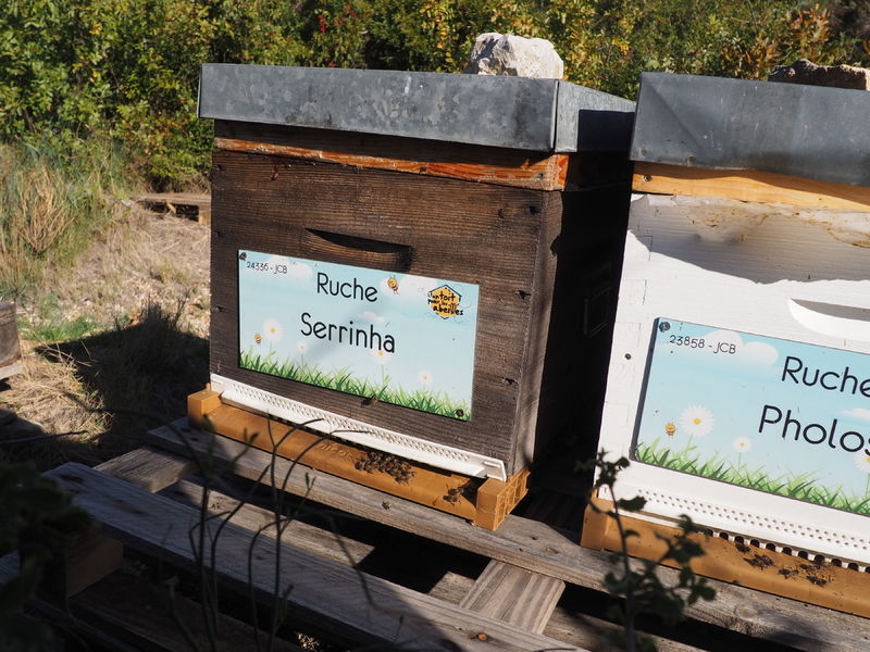 La ruche Serrinha