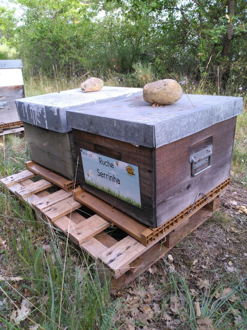 La ruche Serrinha