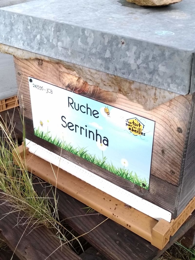 La ruche Serrinha