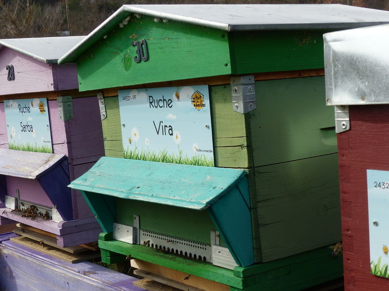 La ruche Vira