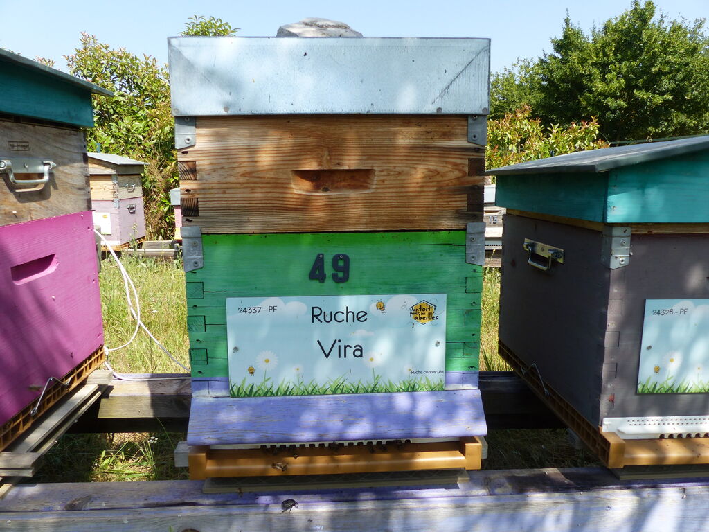 La ruche Vira