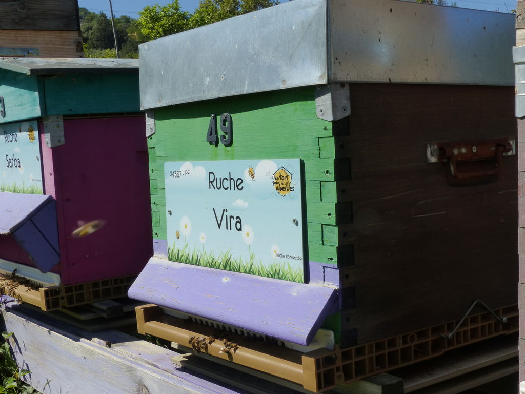 La ruche Vira