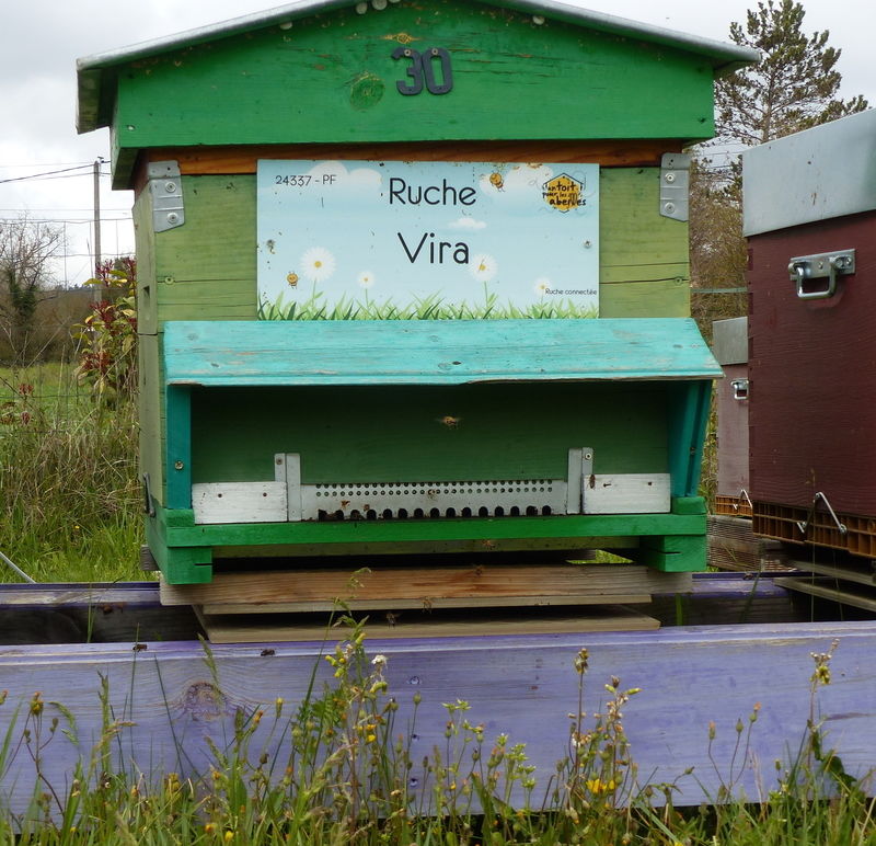 La ruche Vira