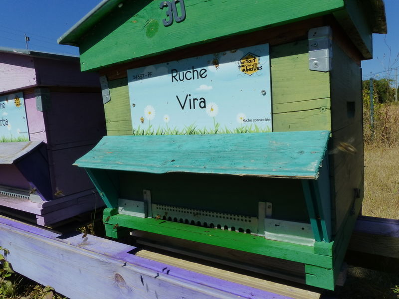 La ruche Vira