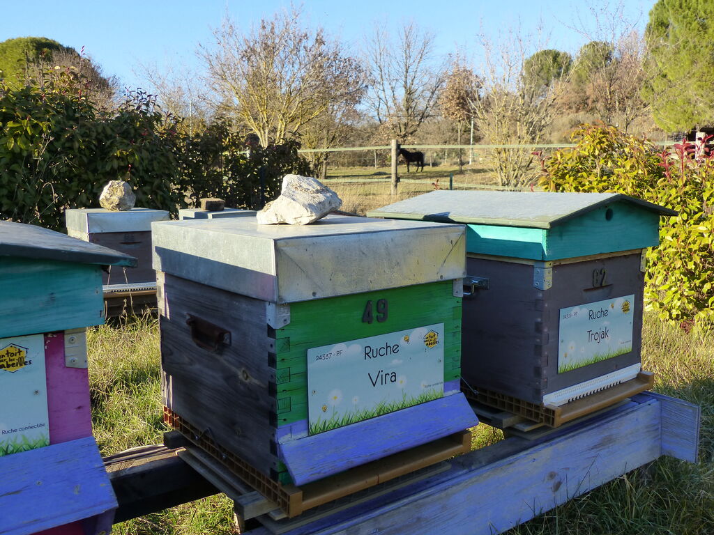 La ruche Vira