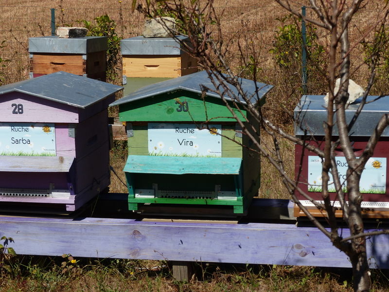 La ruche Vira