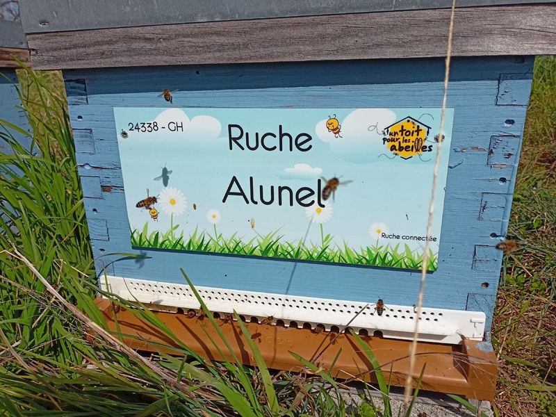 La ruche Alunel