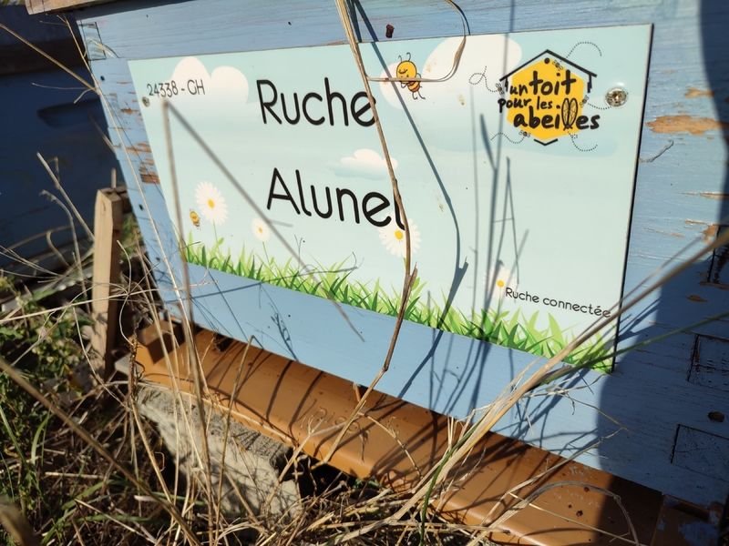 La ruche Alunel