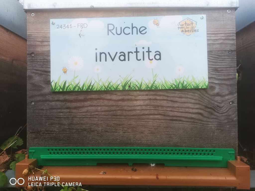 La ruche invartita
