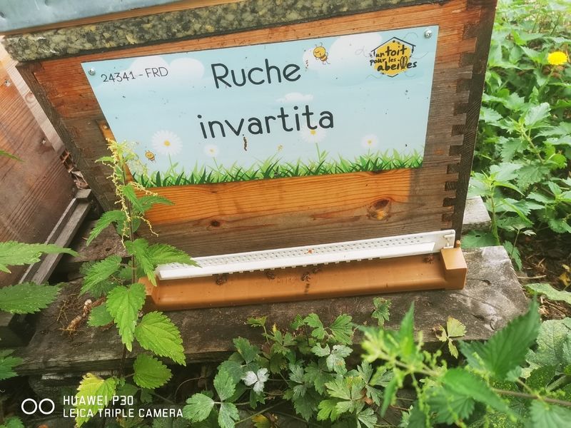 La ruche invartita