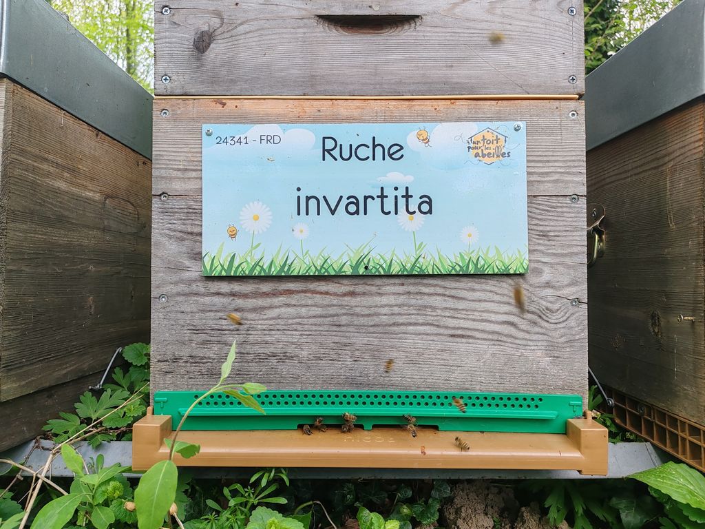 La ruche invartita