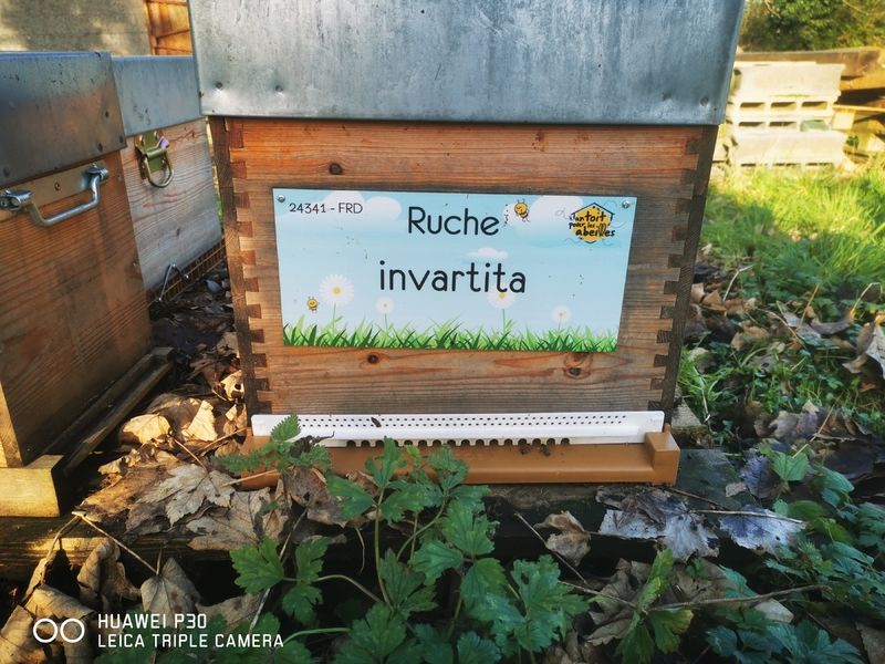 La ruche invartita