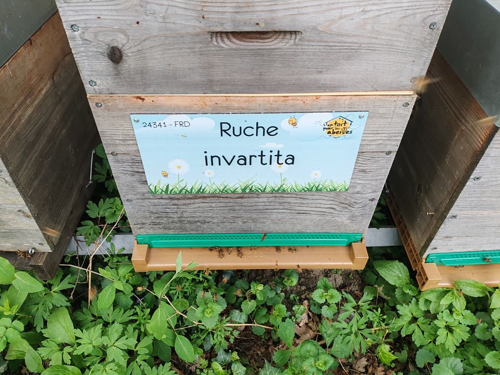 La ruche invartita