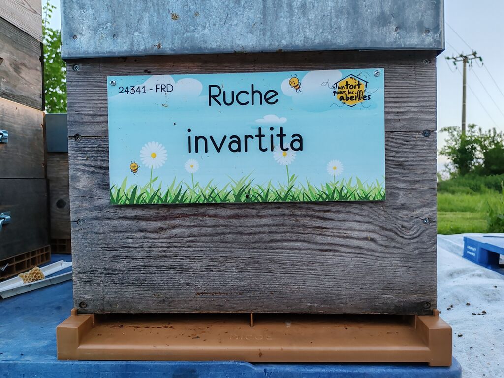 La ruche invartita