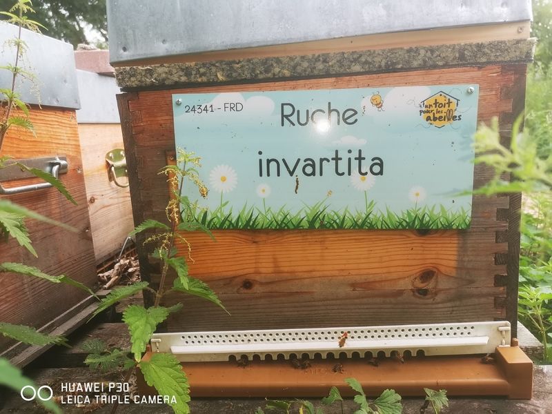 La ruche invartita