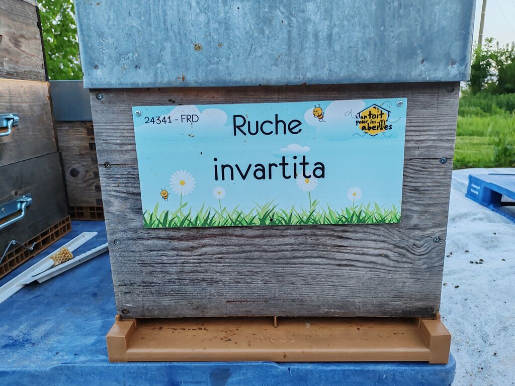 La ruche invartita