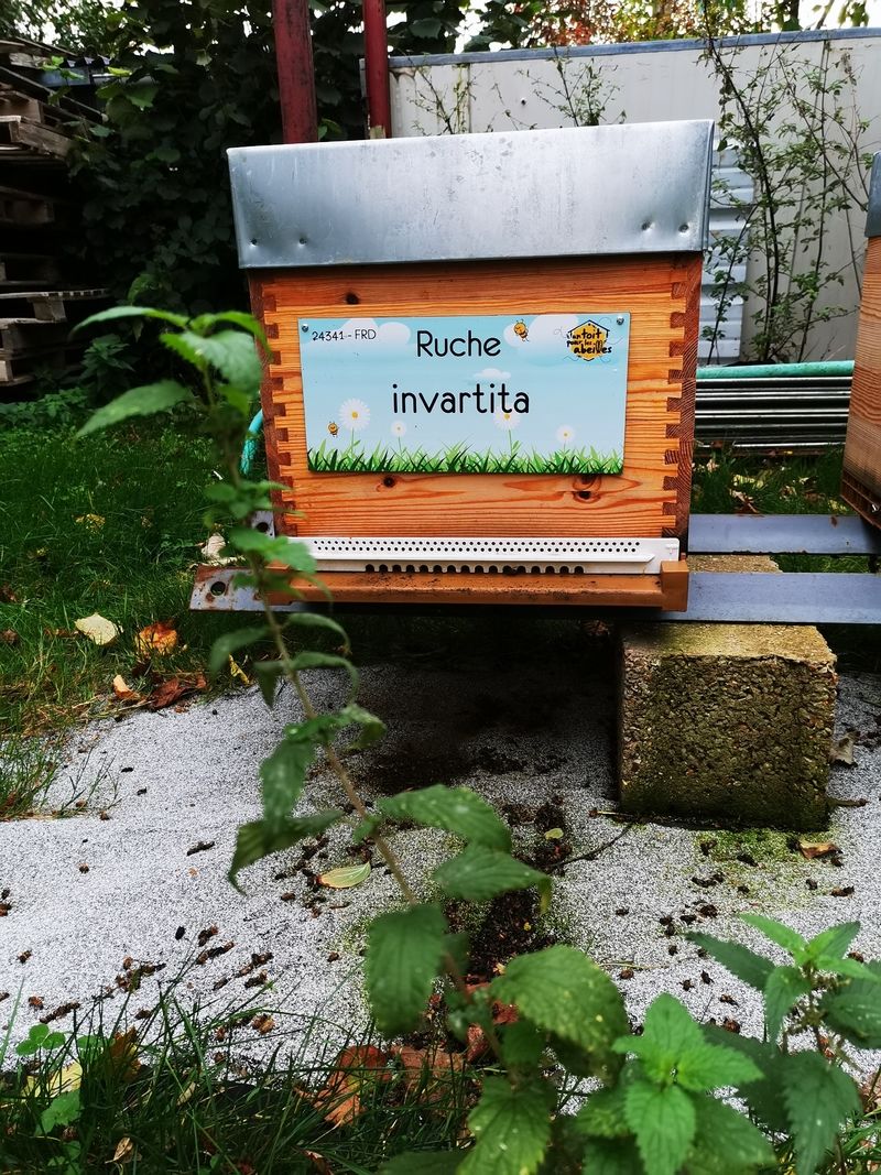 La ruche