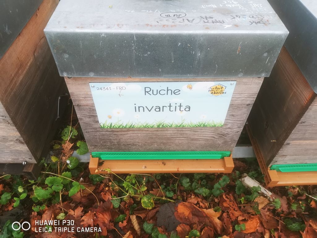 La ruche invartita