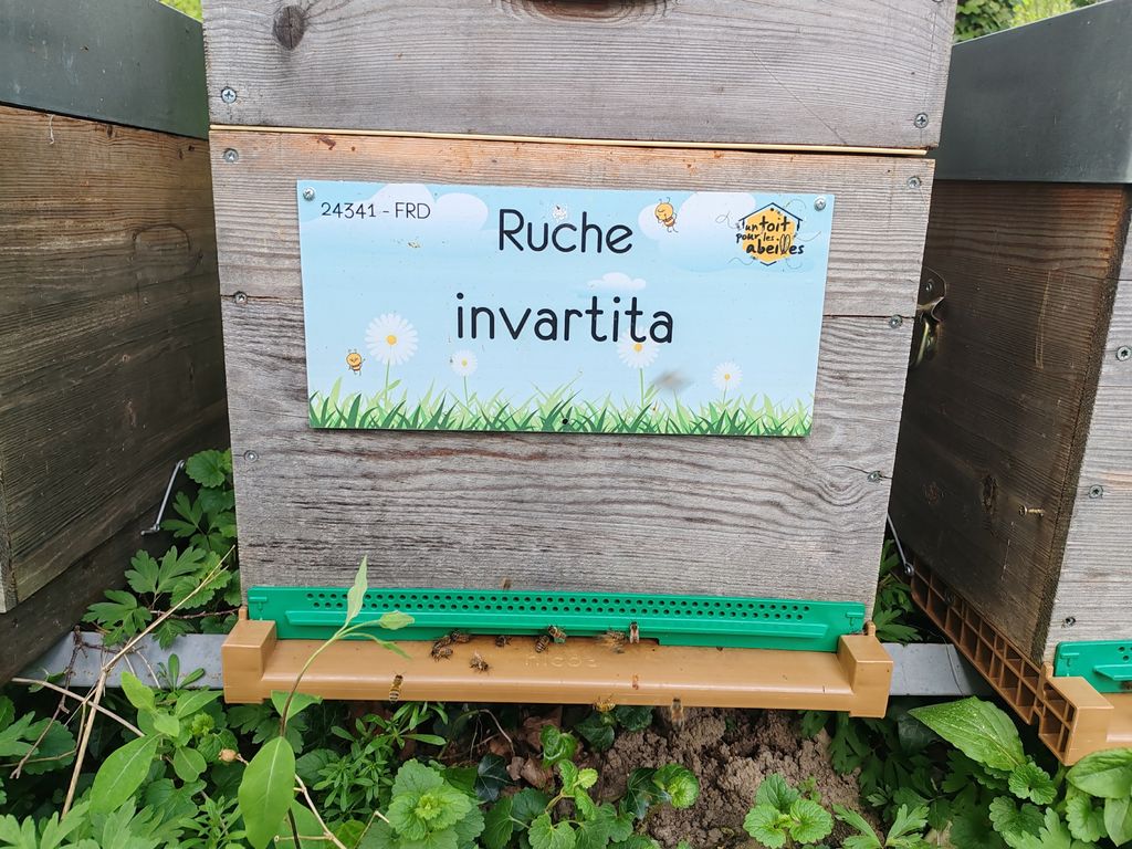 La ruche invartita