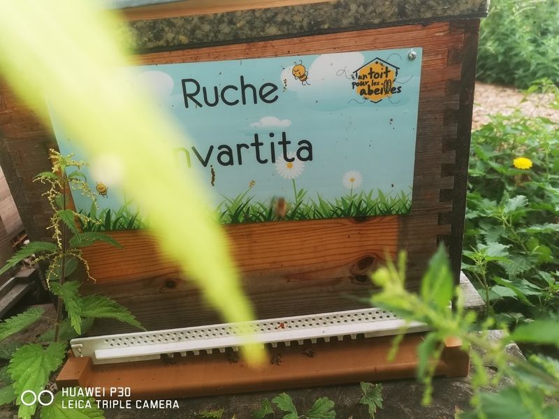 La ruche invartita