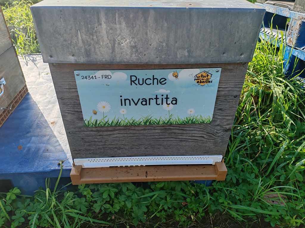 La ruche invartita