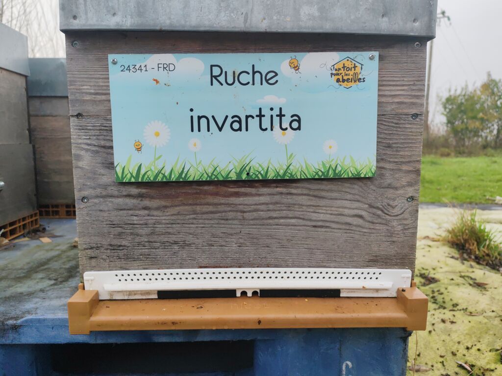 La ruche invartita