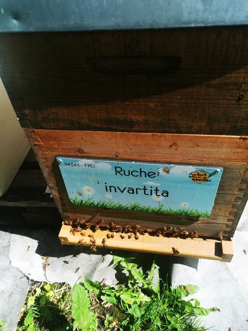 La ruche invartita