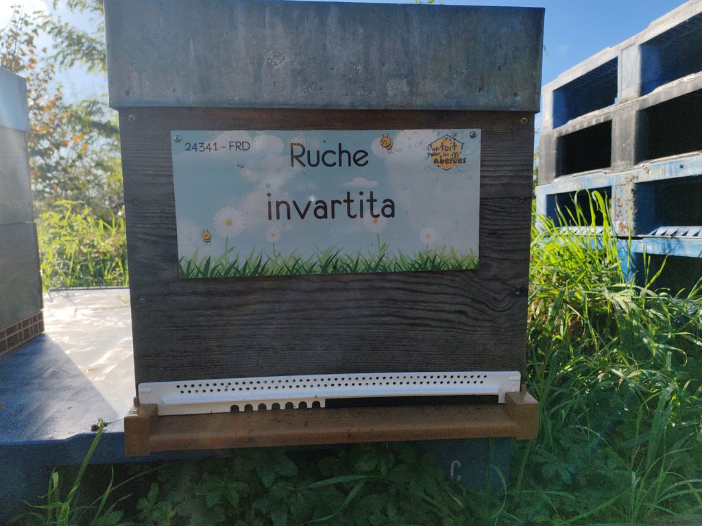La ruche invartita