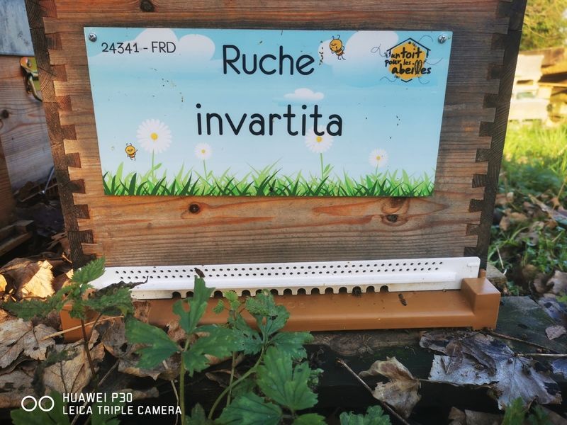 La ruche invartita