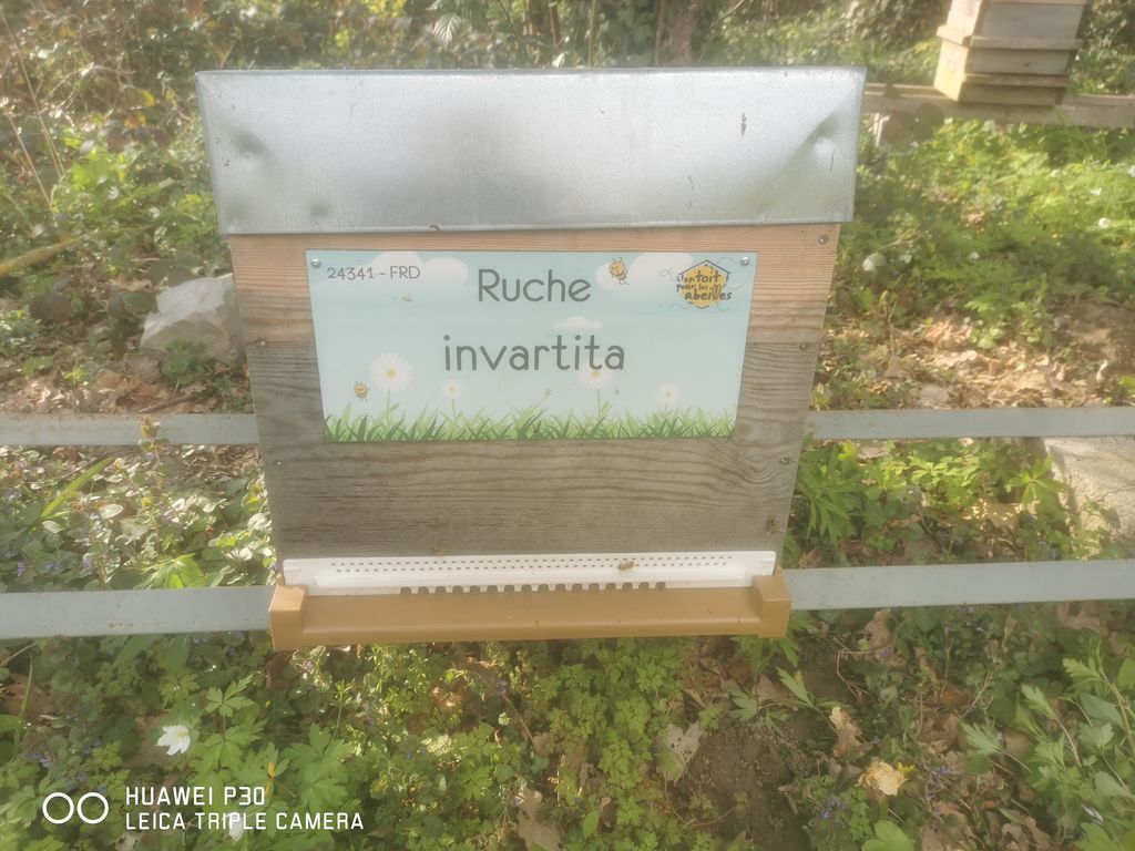 La ruche invartita