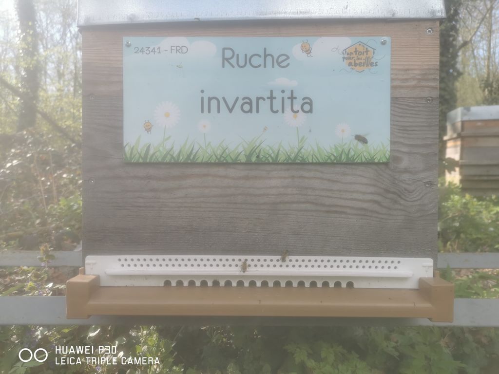 La ruche invartita