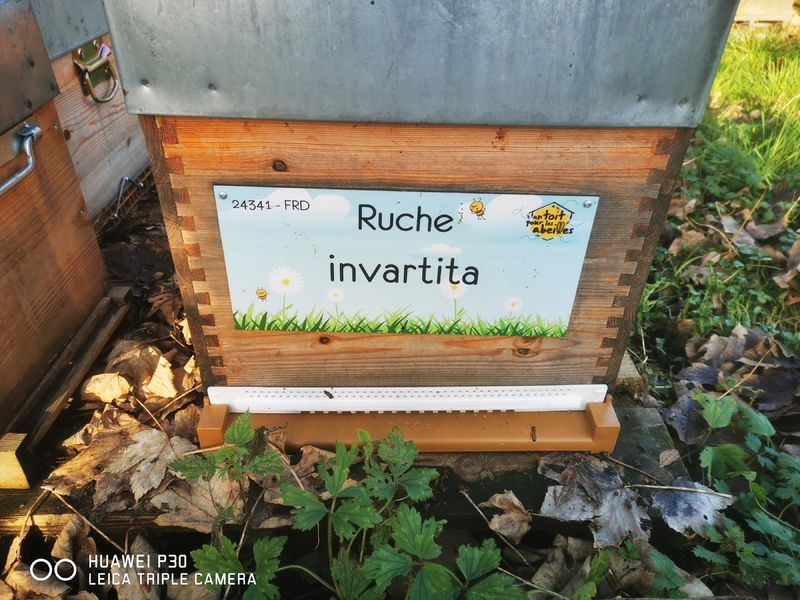 La ruche invartita