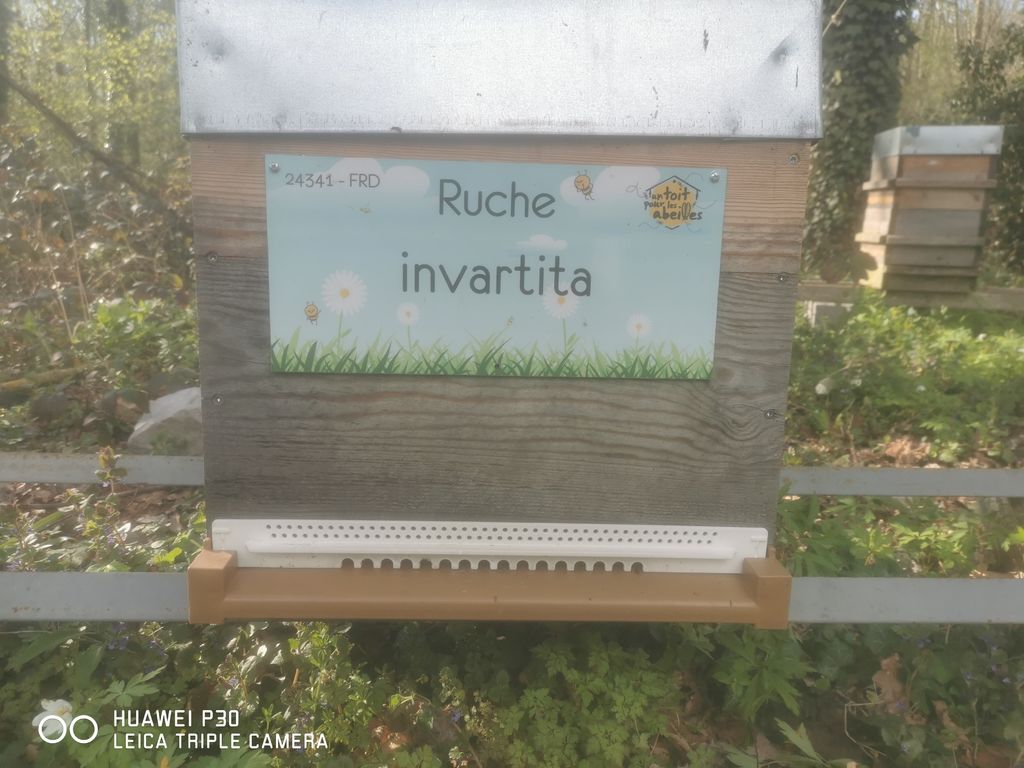 La ruche invartita