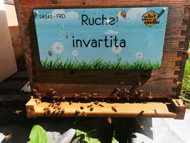 La ruche invartita