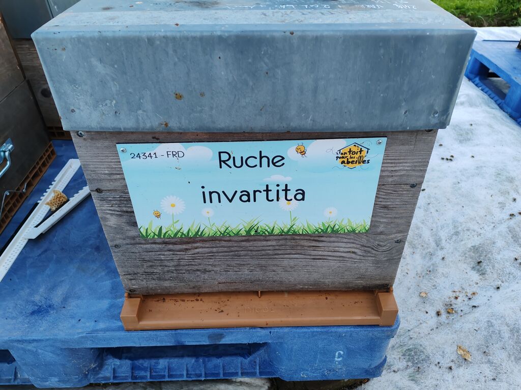 La ruche invartita