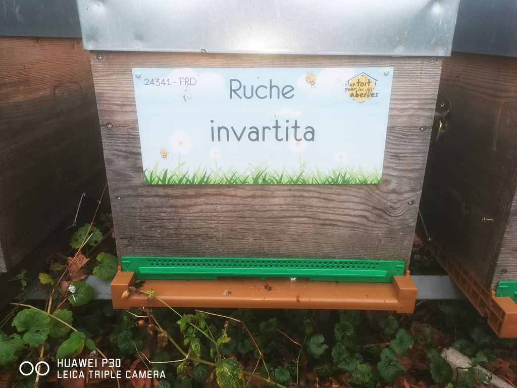 La ruche invartita