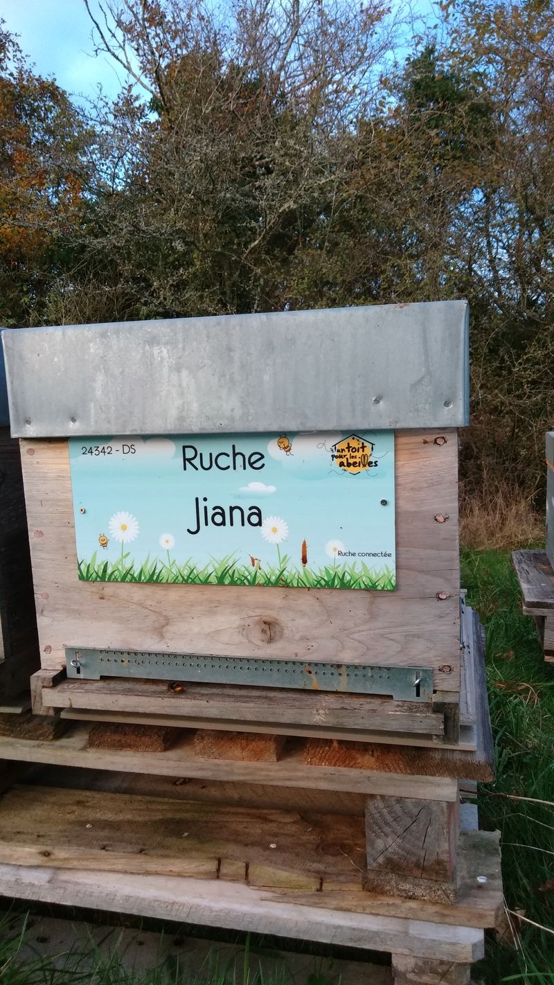 La ruche Jiana