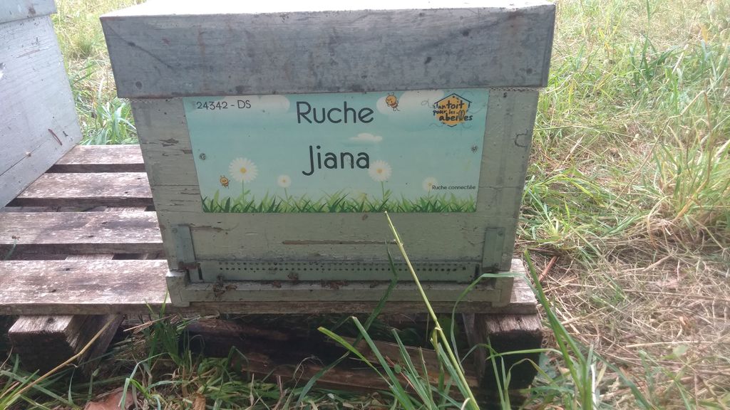 La ruche