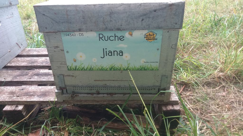 La ruche 