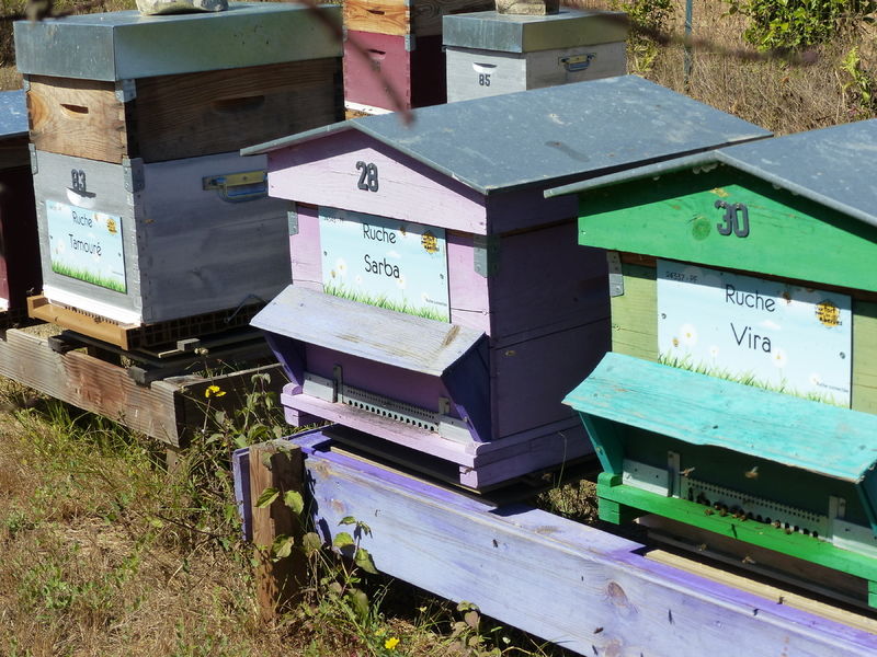 La ruche Sarba