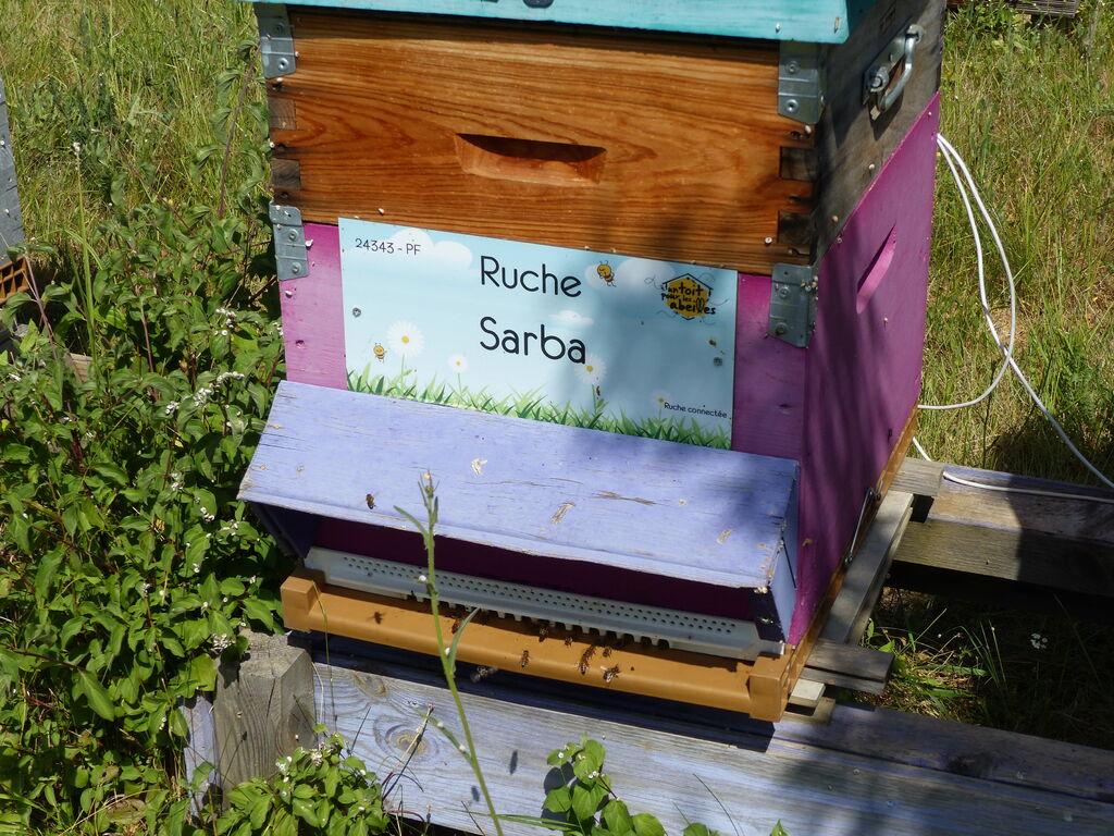 La ruche Sarba