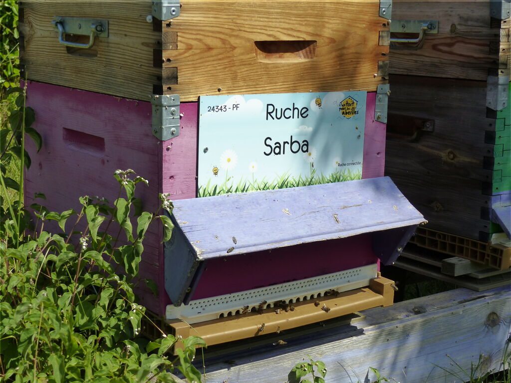 La ruche Sarba