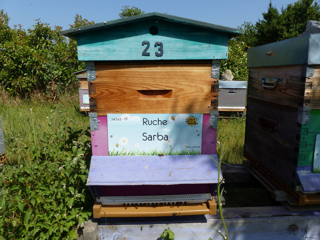 La ruche Sarba