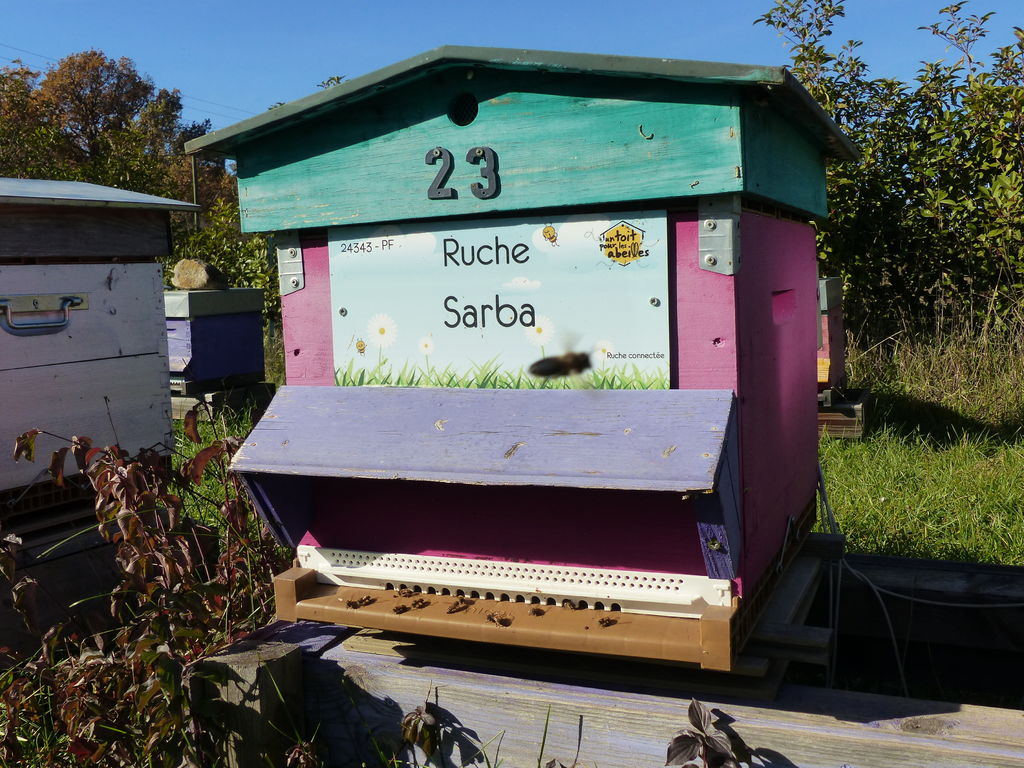 La ruche Sarba
