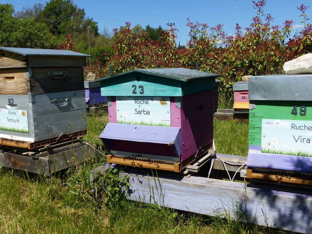 La ruche Sarba