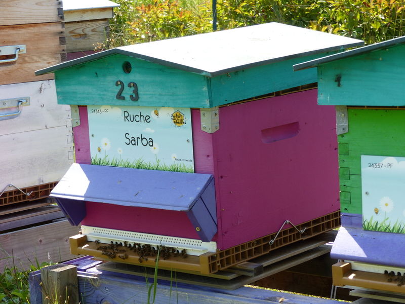 La ruche Sarba
